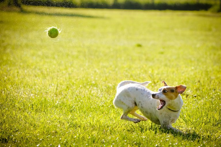 Comment empêcher mon chien de monter sur le canapé ?