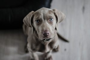 L'importance du vermifuge chez le chien: protéger la santé de votre animal  • Lore & Science