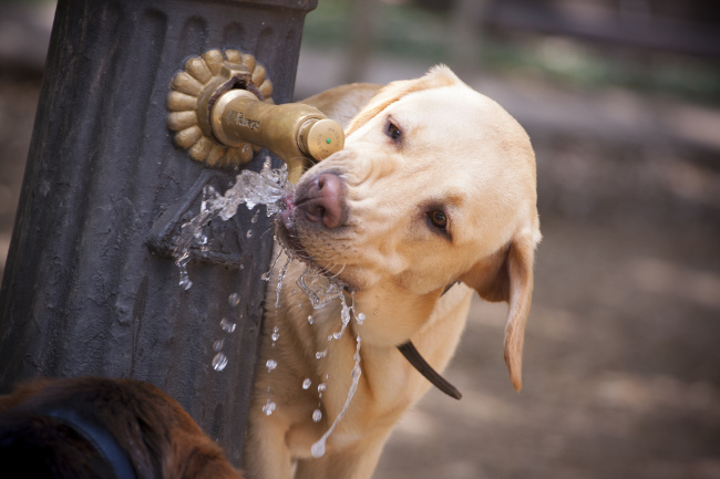 Quelle est la température normale d'un chien et comment la prendre