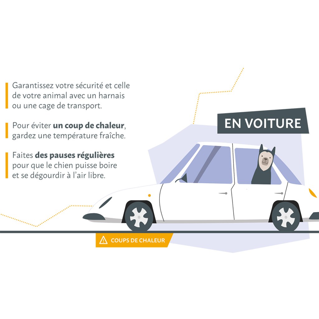 En voiture, en vacances avec un chien