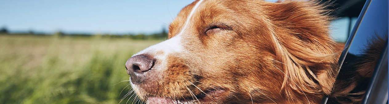 Comment savoir si mon chien est heureux ? - La santé de mon chien