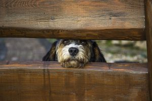 L'importance du vermifuge chez le chien: protéger la santé de votre animal  • Lore & Science