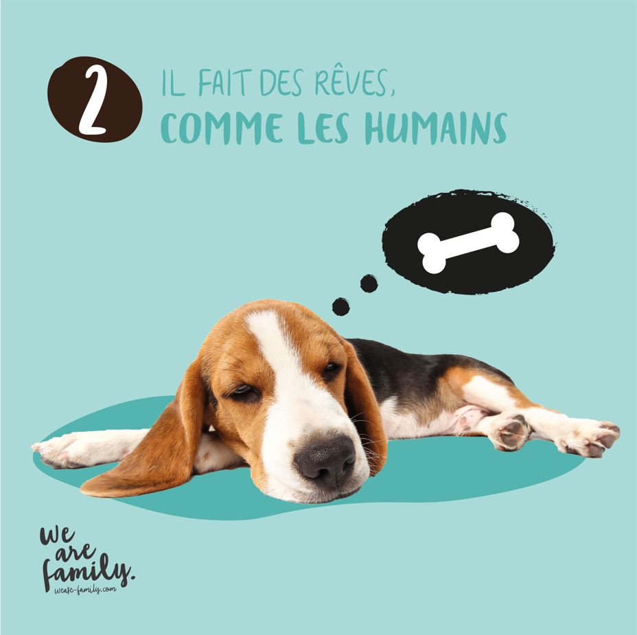 Un chien fait des rêves
