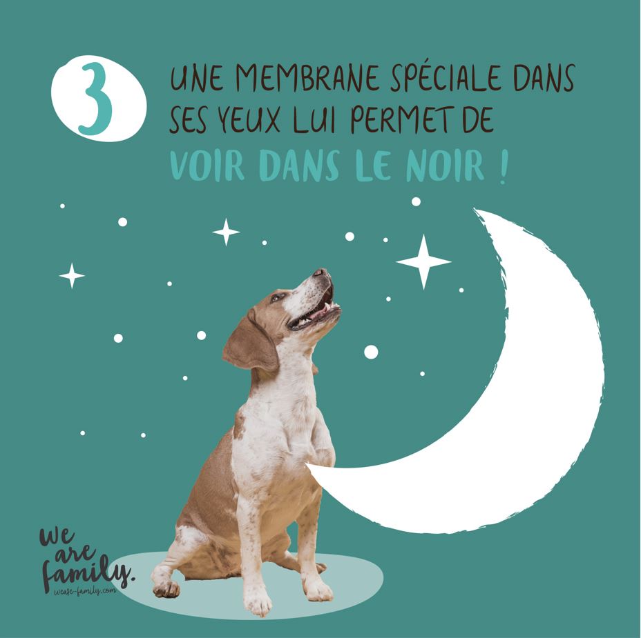 Chien qui voit dans le noir