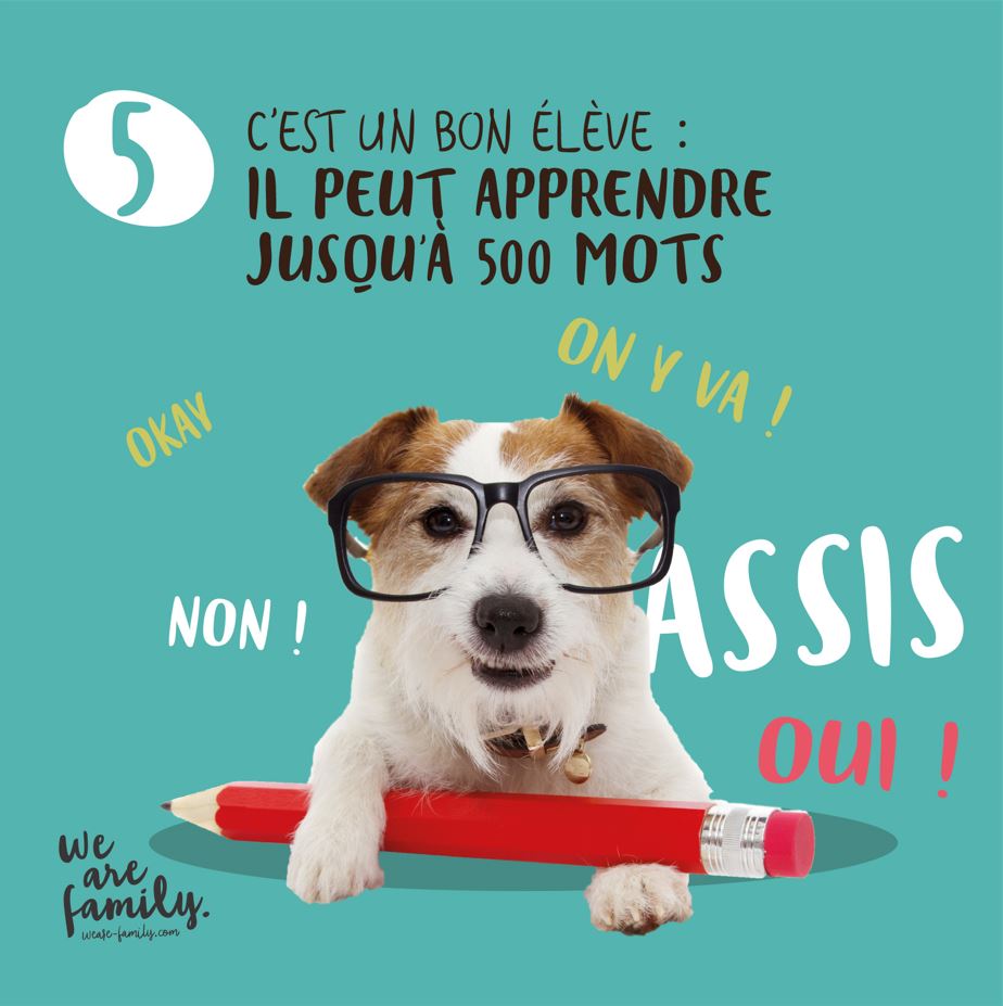Un chien peut apprendre