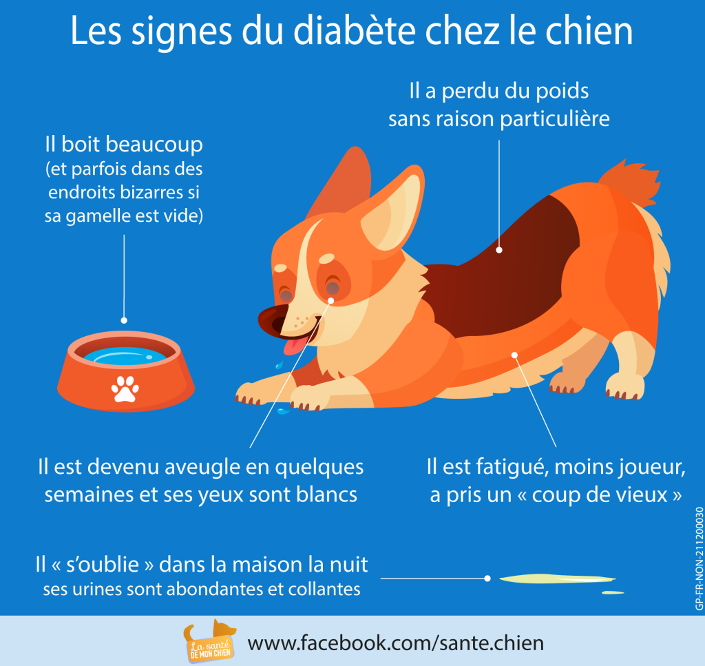 Des chiens qui détectent le diabète désormais en France