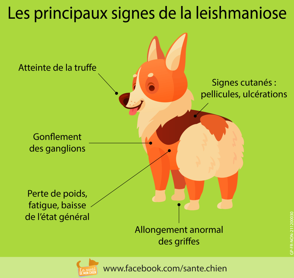 La leishmaniose canine - La santé de mon chien