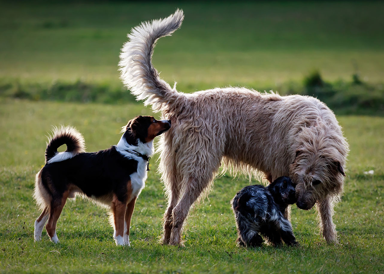 Chien qui renifle les glandes anales d'un congénère