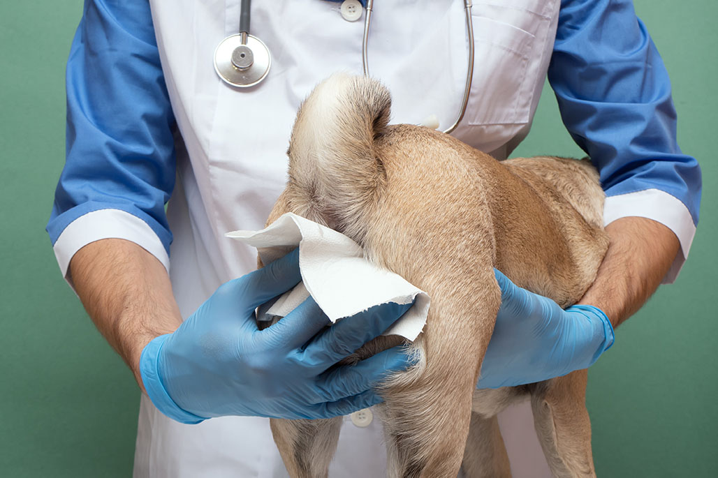Vidage de glandes anales d'un chien