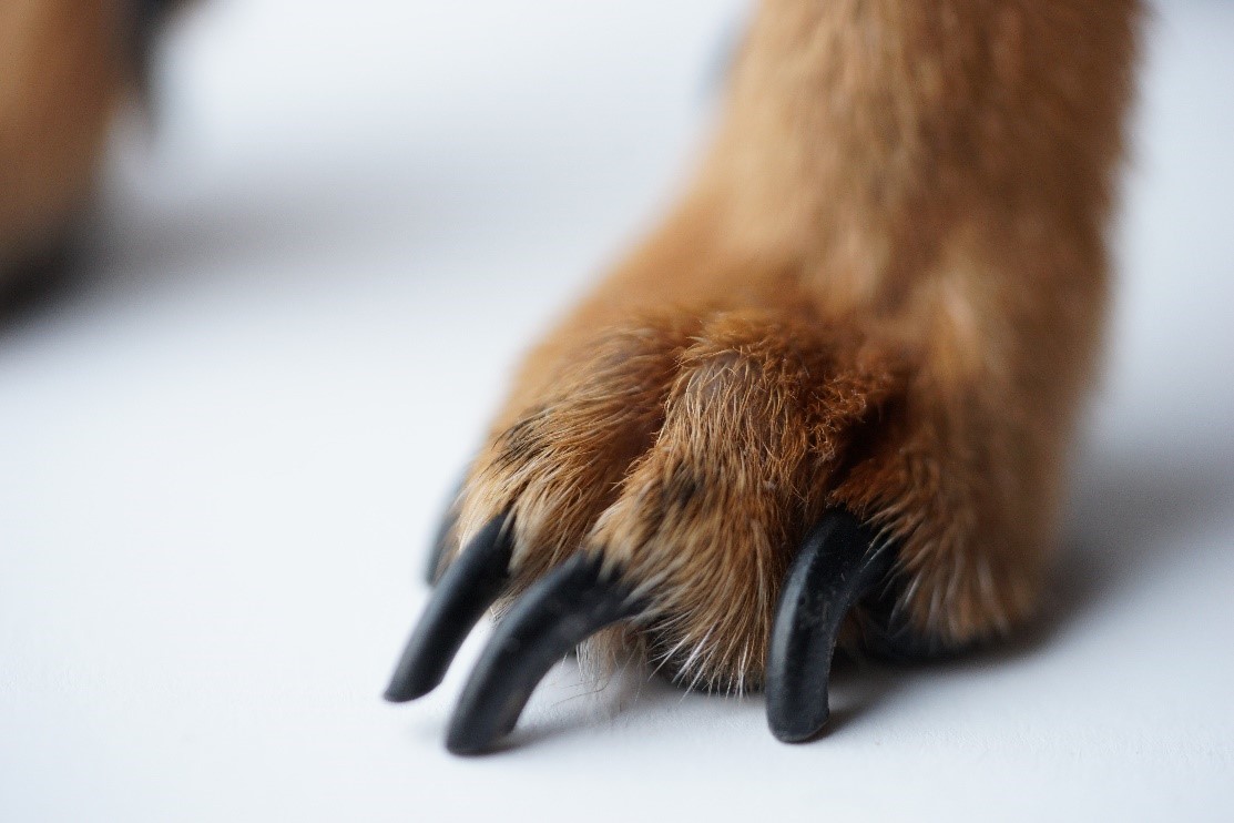 Le soin des ongles / griffes du chien