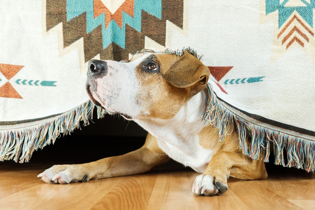 Chien stressé par le bruit, se cache sous un tapis