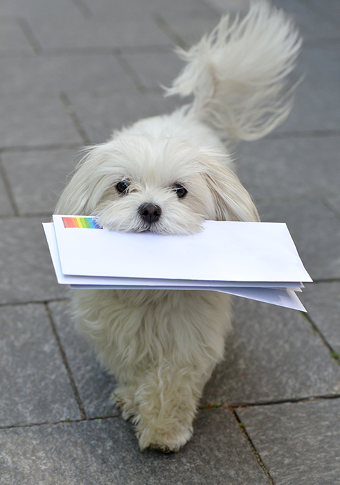 Chien_courrier