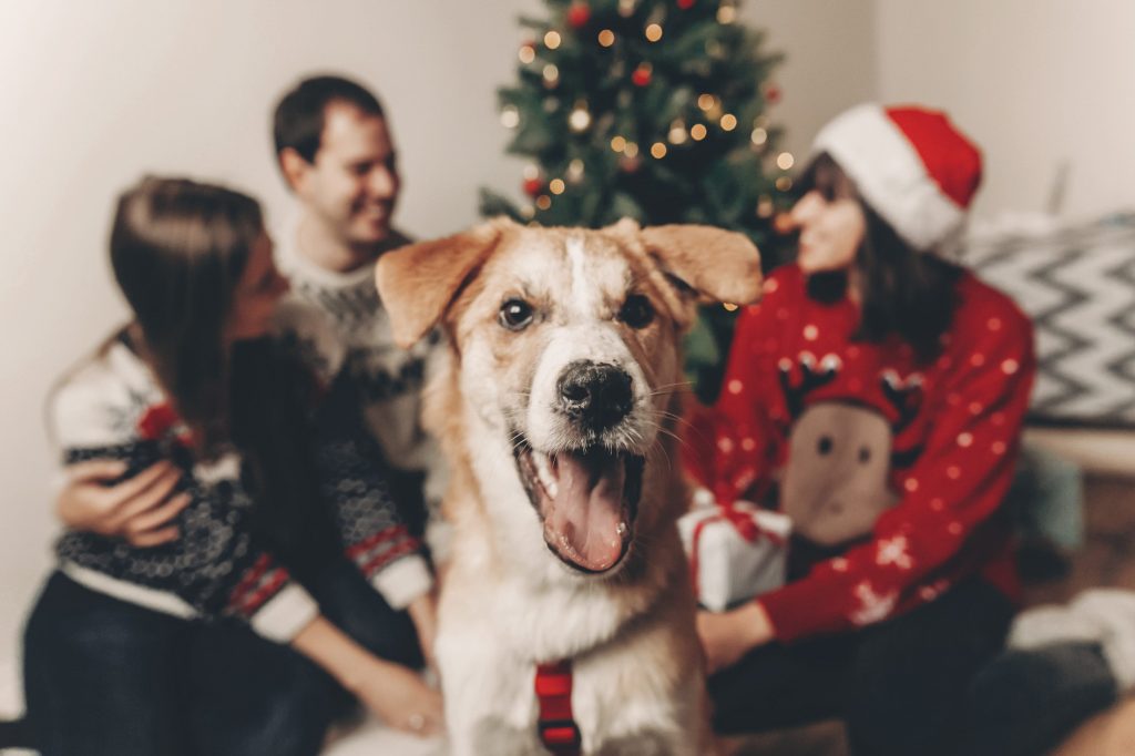 Noël avec mon chien sans danger