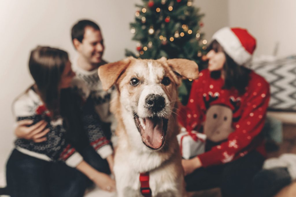 Noël avec mon chien sans danger