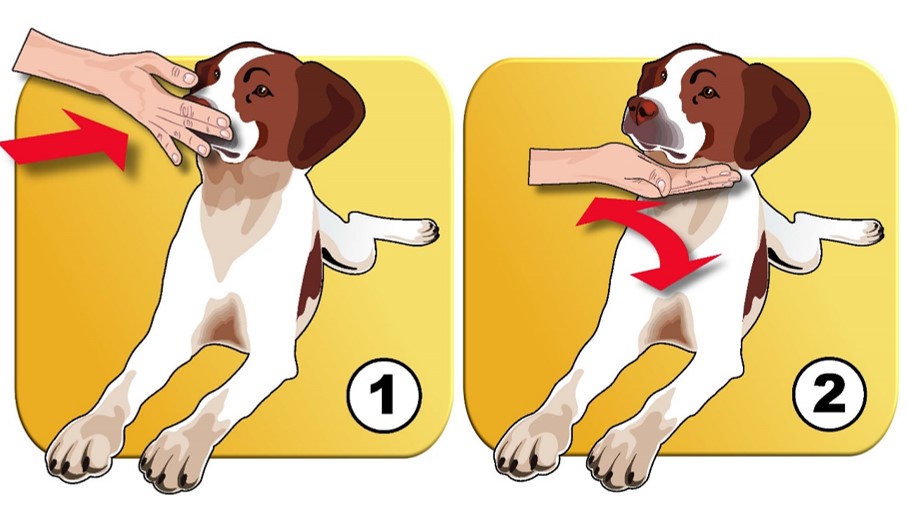 Traiter le reverse sneezing du chien