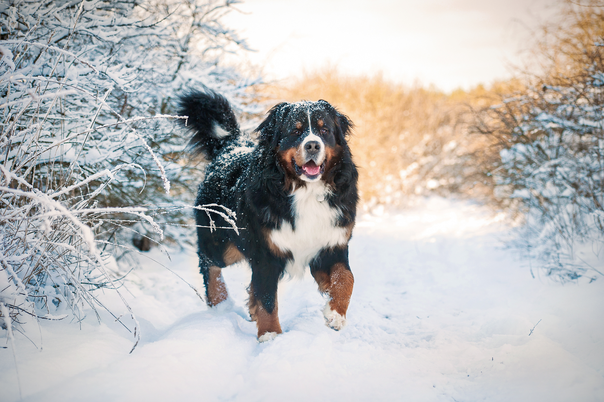 chien dans la neige