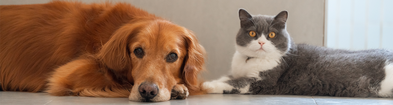 Éducation et Localisation Pour Chien & Chat