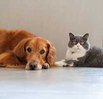 Chiens et chats : comment fonctionnent les phéromones ? - Curieux!