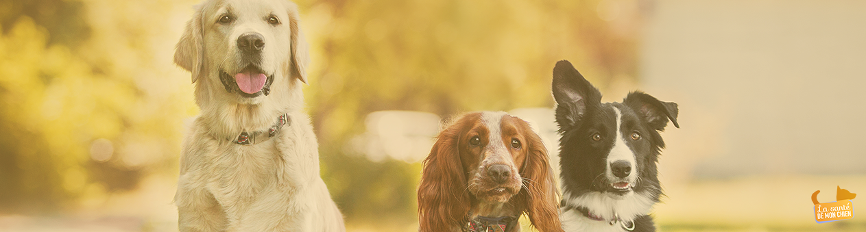 5 choses à savoir sur le chien - La santé de mon chien