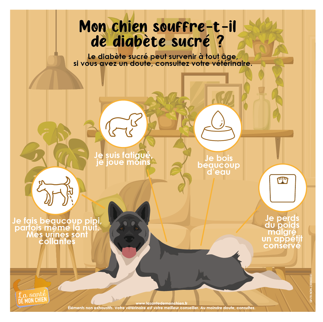 Mon chien a le diabète : que faire ? - Santévet